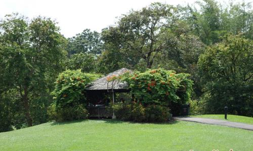 Ботанический сад и Парк Орхидей (Singapore Botanic Gardens)